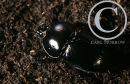 The Dor Beetle